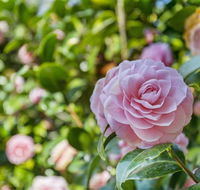 Wentworth Rose - Tourism Bookings