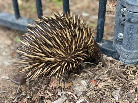 Alma Alma - Events Australia 1