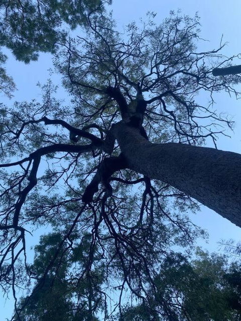 Alma Alma - Events Australia 3