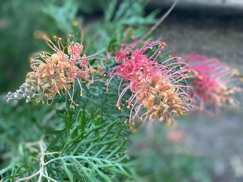 Alma Alma - Events Australia 4