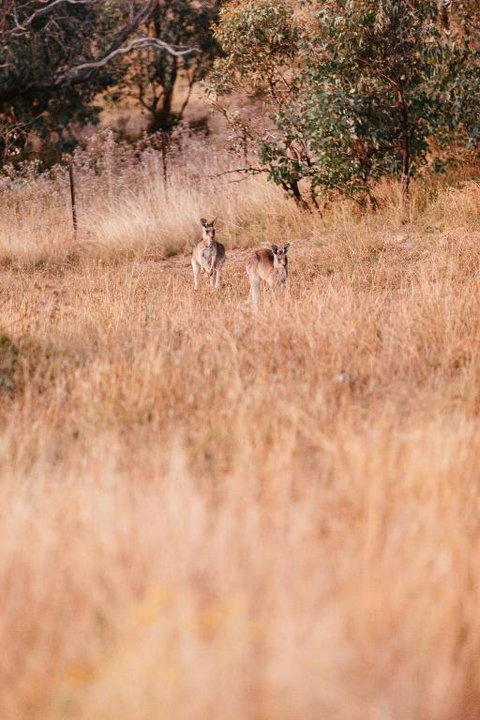 Amethyst - 1 Bed With Hot Tub - Kundalini Lodge - Events Australia 1