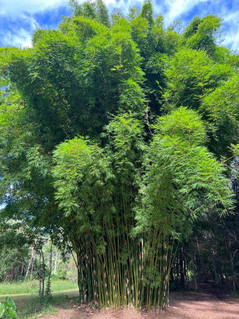 Avana Byron Glamping - Events Australia 1