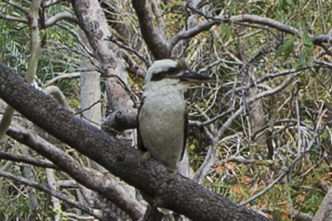 Marramaninjie - Events Australia 9