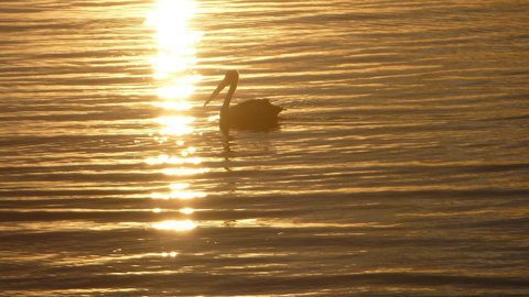 Keith's Sister - Events Australia 44