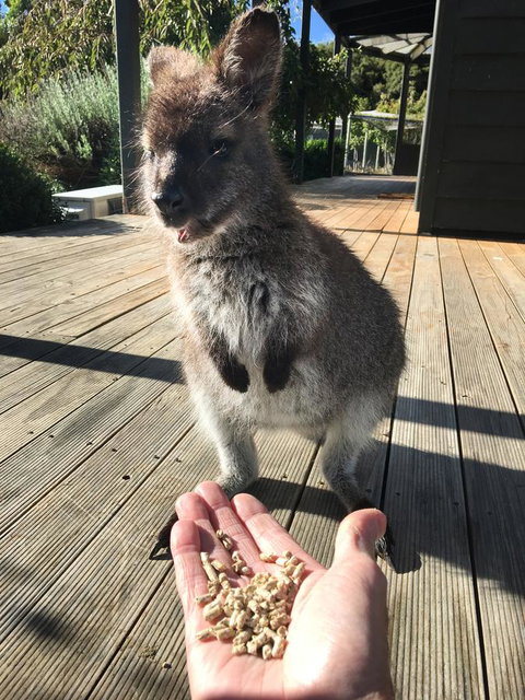 Parnella Adventure Bay, Bruny Island - Events Australia 17