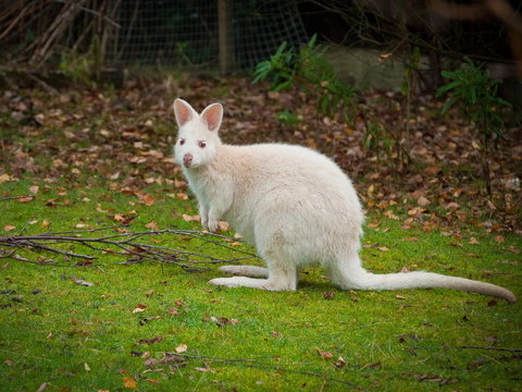 Parnella Adventure Bay, Bruny Island - Events Australia 20