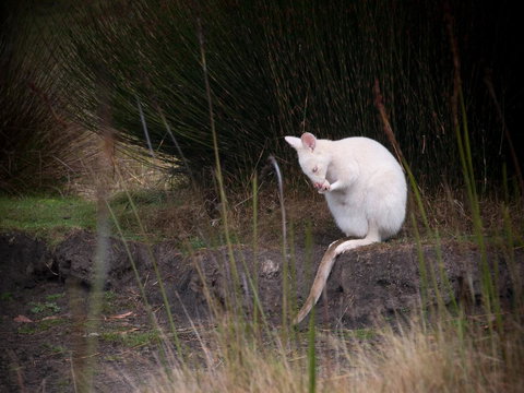 Parnella Adventure Bay, Bruny Island - Events Australia 18