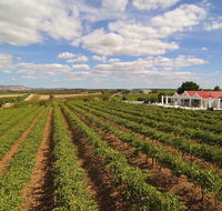 1837 Barossa Luxury Vineyard Cottages - Events Australia