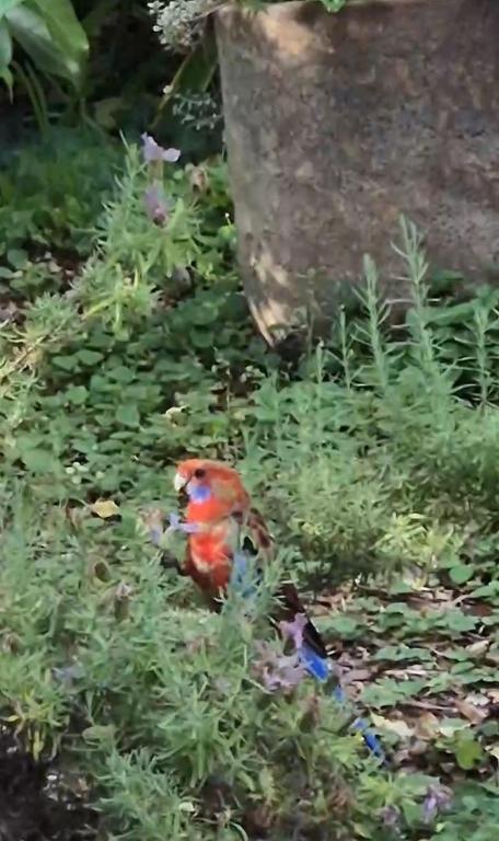 Camellia Grove Retreat - Events Australia 2