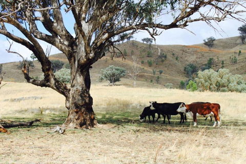 Canguri Boutique - A Memorable Farmstay Near Mudgee - Events Australia 4
