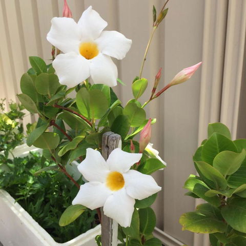 Caversham B&B - Events Australia 1