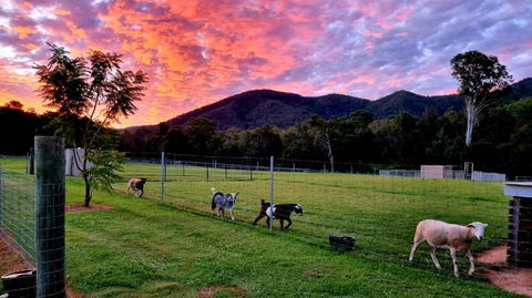 Fig Tree Farm B&B Highvale-Farmstay Near Brisbane! - Events Australia 4