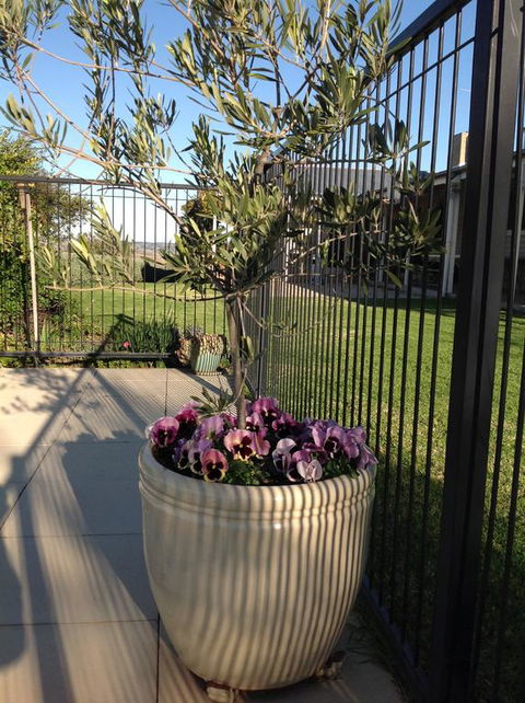 Amazing Views Pet Friendly Bed And Breakfast - Events Australia 3