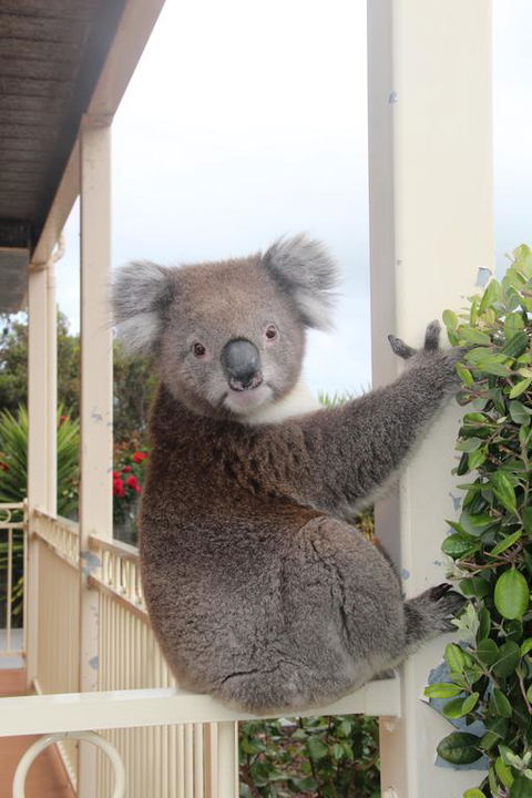 Angela's Beach Stays - Events Australia 3