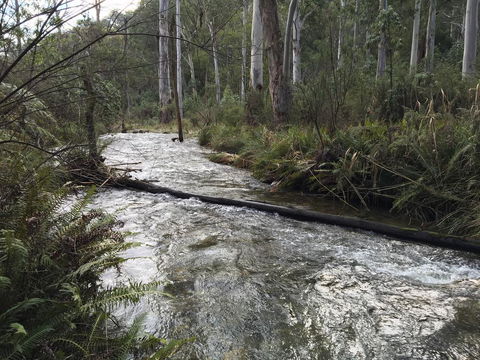 Ariane - Events Australia 3