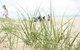 Beachfront At Bribie 2 Puppy Friendly - thumb 3