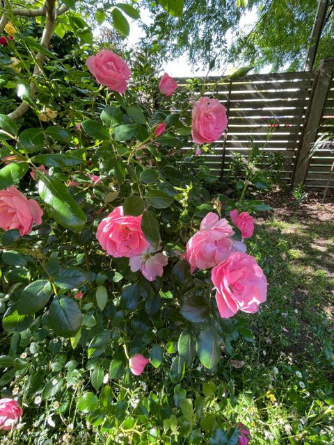 Rosehaven On Rosebud - Events Australia 1