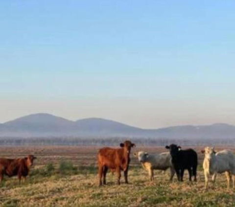 Rosemont By Tiny Away - Tourism Bookings 3