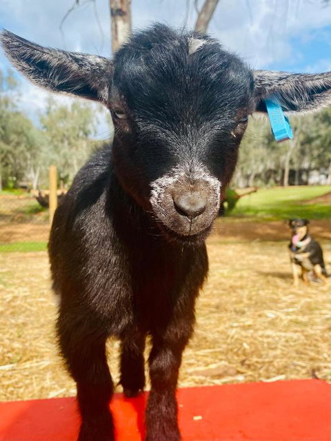Sandalwood Downs Fabulous Farm Stay TOODYAY - Tourism Bookings 3