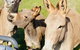 Sandalwood Downs Fabulous Farm Stay TOODYAY - thumb 0