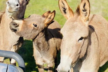 Sandalwood Downs Fabulous Farm Stay TOODYAY with Events Australia