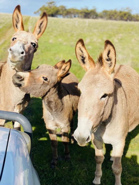 Sandalwood Downs Fabulous Farm Stay TOODYAY - Tourism Bookings 0