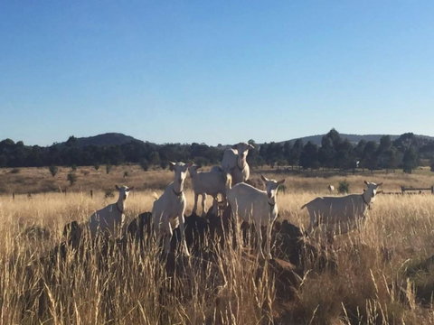 Big Tiny Altitude Tiny House Experience - Events Australia 1