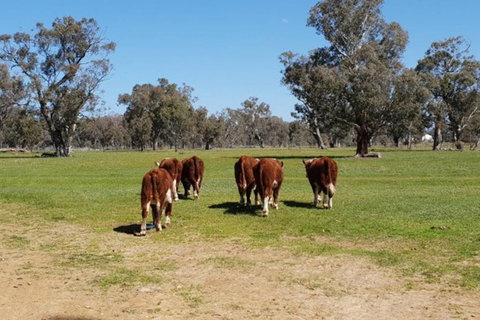 Big Tiny Jindera Park - Events Australia 1