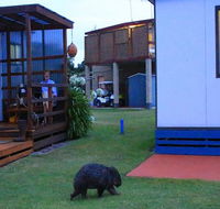 BIG4 Kelso Sands Holiday  Native Wildlife Park - Events Australia