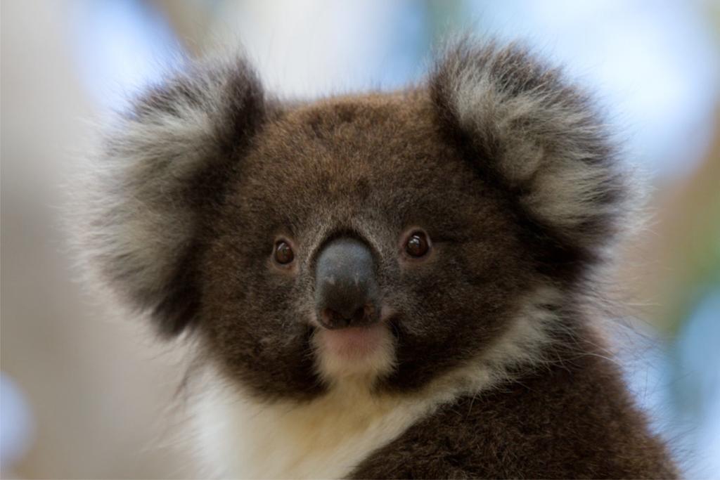 Cape Otway VIC Events Australia