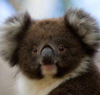 Bimbi Park - Camping Under Koalas - Events Australia
