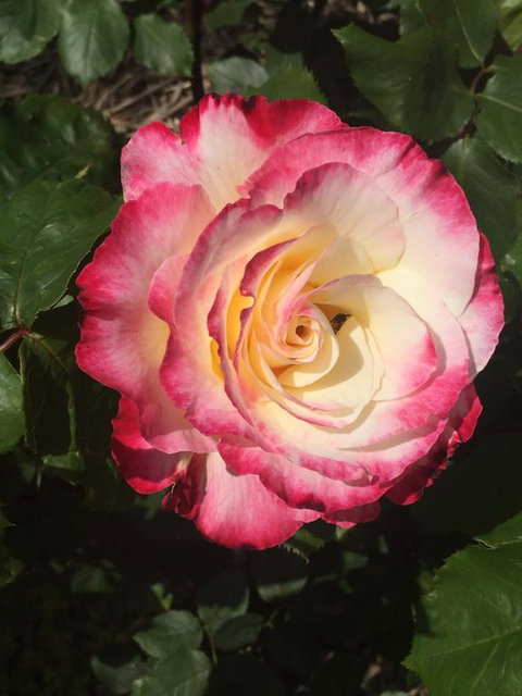 Birchwood Cottage - Events Australia 0