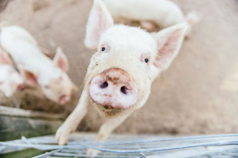 Blackwattle Farm - Events Australia 2