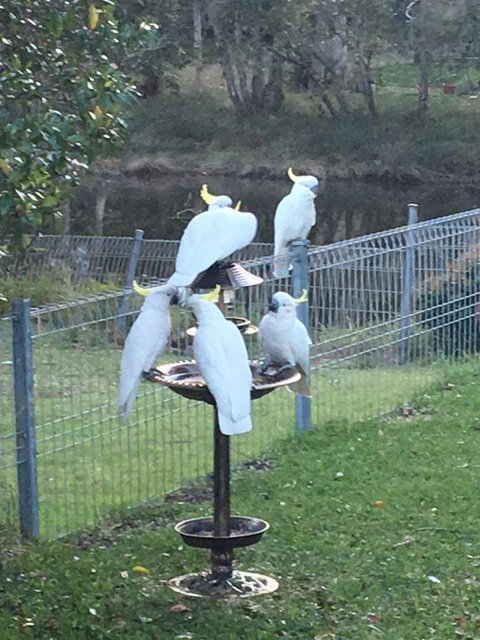 Blue Pearl - Events Australia 2