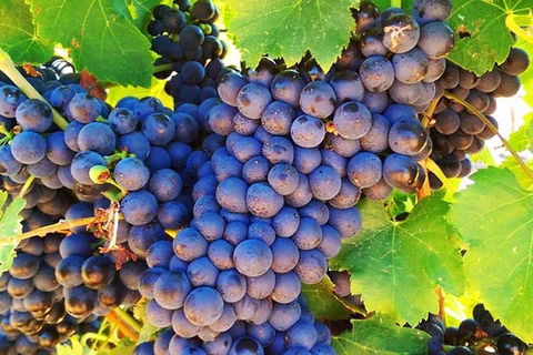 The Fully Local (Private) Tour - Events Australia 0