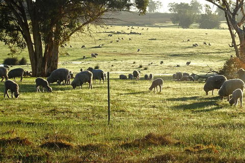 The Big Wave Rock (Private) Day Tour - Events Australia 1