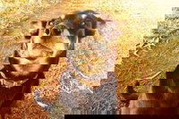 Perth Kids Explorer Private Day Tour