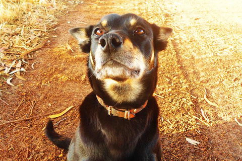 Perth Kids Explorer (Private) Day Tour - Events Australia 0