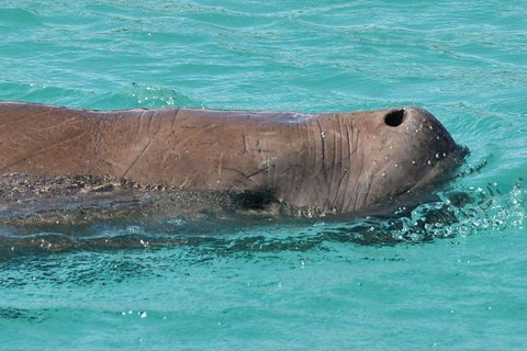 Cruise In Moreton Bay Marine Park And Moreton Island - Tourism Bookings 3