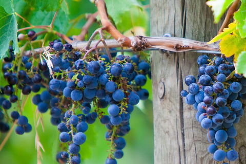 Mornington Peninsula Tour Inc Chairlift,beach Boxes,lunch,choc Tasting And More - Events Australia 4