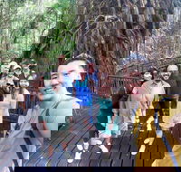 Cairns 4WD Waterfall and Rainforest Tour Including Kuranda Scenic Railway - Events Australia