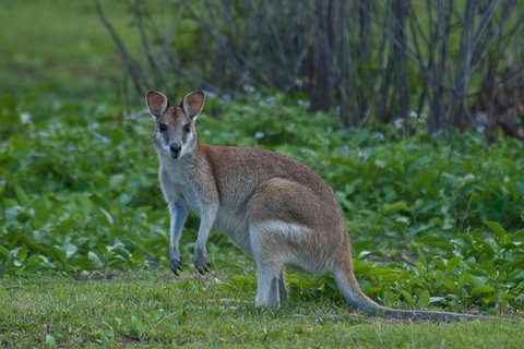 Cairns 4WD Waterfall And Rainforest Tour Including Kuranda Scenic Railway - Tourism Bookings 2