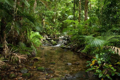 Cairns Reef And Rainforest Combo: Daintree Rainforest And The Great Barrier Reef - Accommodation Europe 1