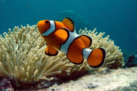 Cairns Reef And Rainforest Combo: Daintree Rainforest And The Great Barrier Reef - Accommodation Europe 2
