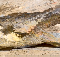 4-Day Cairns Ultimate Combo Daintree Rainforest Reef Kuranda  Paronella Park - Events Australia