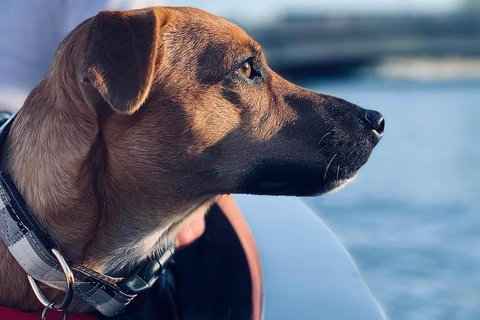 1.5-Hour Boat Rental In Melbourne - Events Australia 0