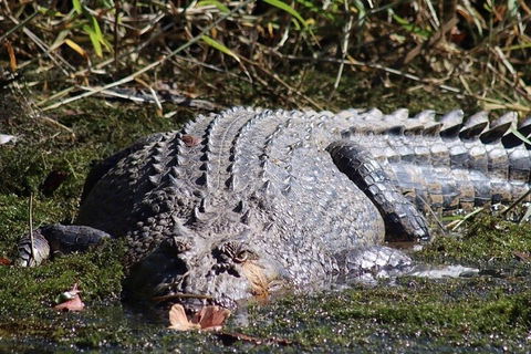Full Day Tour In The Daintree - Accommodation Europe 0