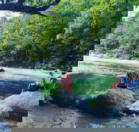 Afternoon Half-Day Daintree Rainforest and River Tour - Events Australia