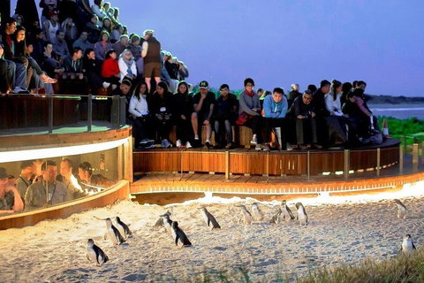 Phillip Island Medium Size Group Tour - Events Australia 3