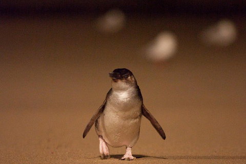 Phillip Island Medium Size Group Tour - Events Australia 4